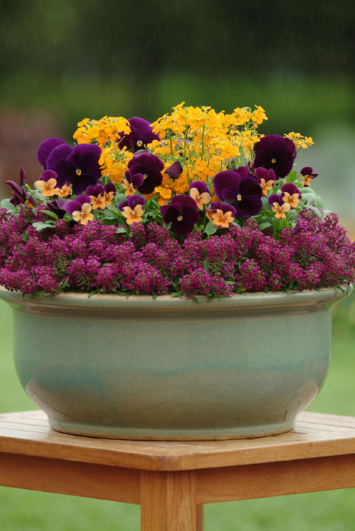 Alyssum Lobularia maritima Easter Bonnet Series Violet 1000 semien