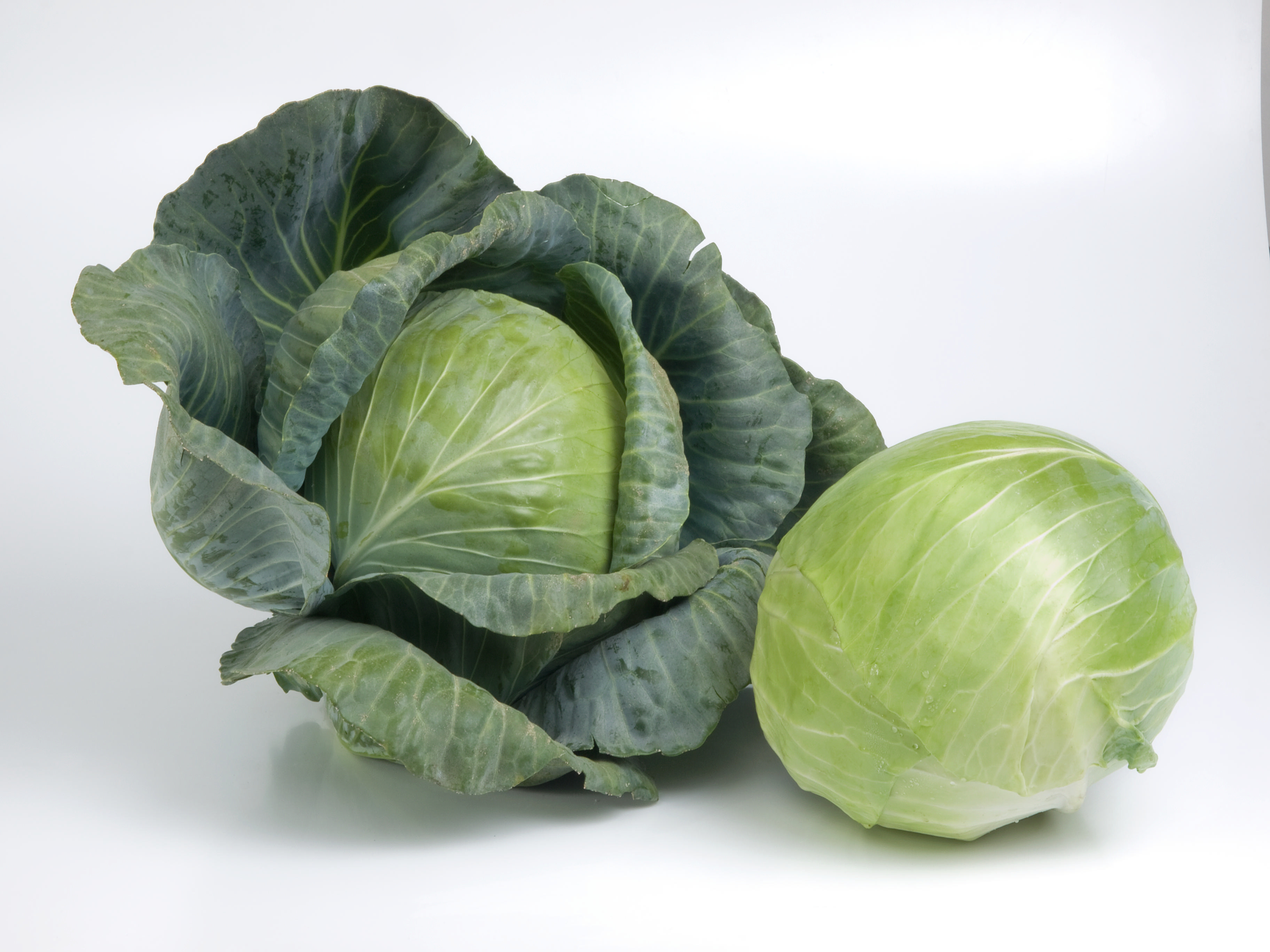 Kapusta biela, hybridná, priemyselná Ambrosia F1 2500 semien