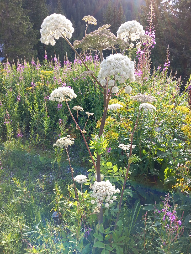 ANGELICA archangelica (Angelika lekárska) cca. 100 g
