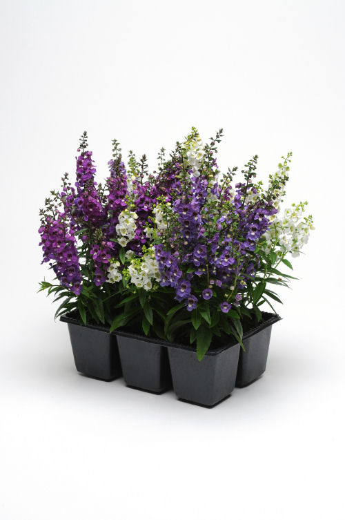 Angelonia angustifolia Serena Series F1 Mix Waterfall 1000 semien