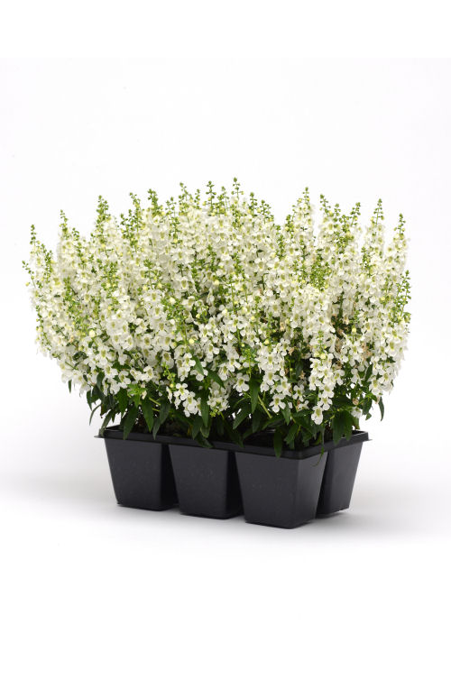 Angelonia angustifolia Serena Series F1 White 1000 semien