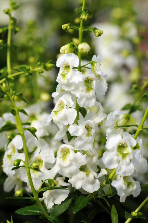 Angelonia angustifolia Serenita Series F1 White 1000 semien