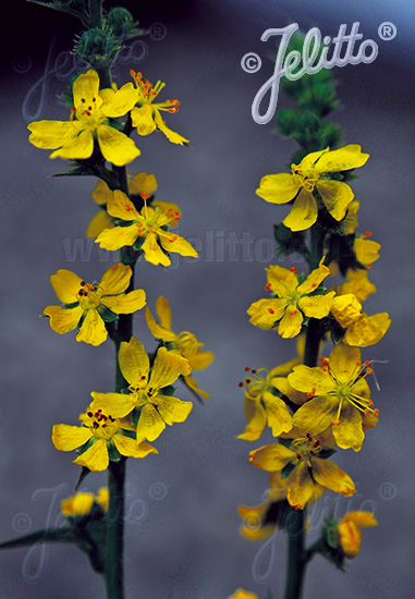 AGRIMONIA procera (Repík voňavý), čaj spevákov cca. 10 semien