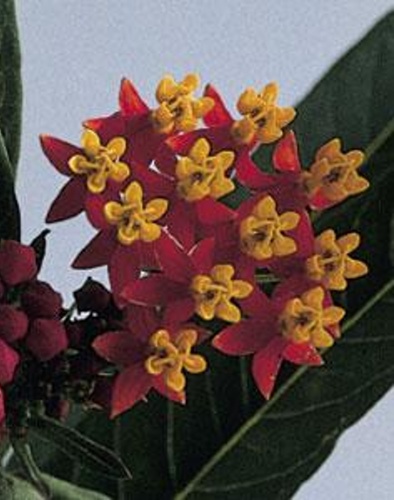 asclepias_silky_deep_red.jpg