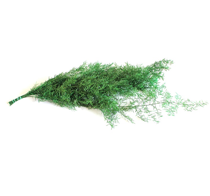 Asparagus Sprengeri stabilizovaný  tmavo zelený zväzok