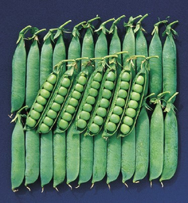 Hrach polovysoký Avola 1 kg