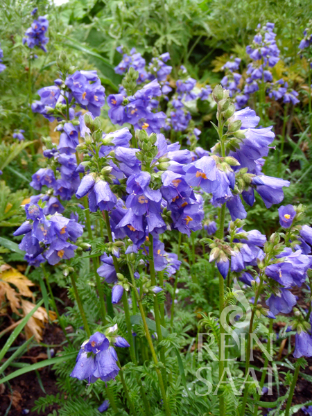 Polemonium coeruleum, Jakubov rebrík, Vojnovka belasá BIO 0,3 g