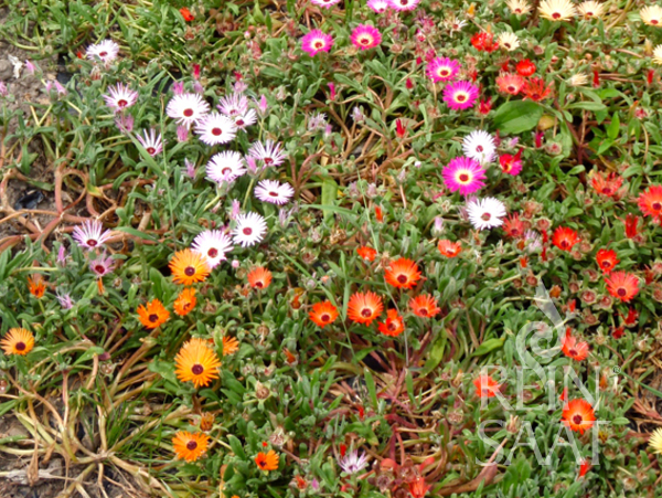 Mesembryanthemum BIO, Poludňovkovec Zmes cca 0,1 g