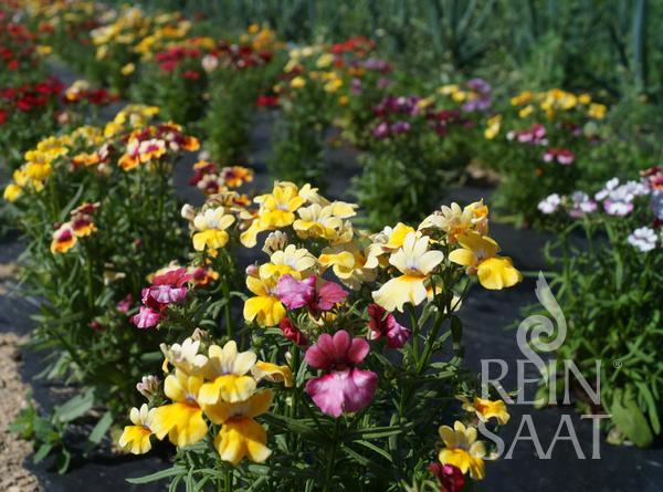 Nemesia strumosa, BIO semená Cape Jewels  zmes cca 0,05 g