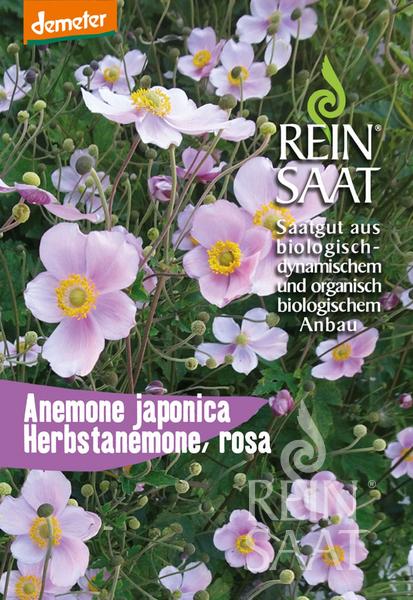 Anemone japonica (Veternica japonská) 0,02 g