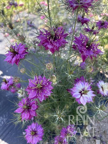 Nigella damascena - Mulberry Rose BIO cca. 1g