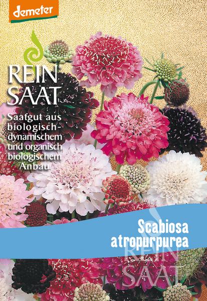 Scabiosa atropurpurea BIO, Hlaváč zmes cca. 100 semien