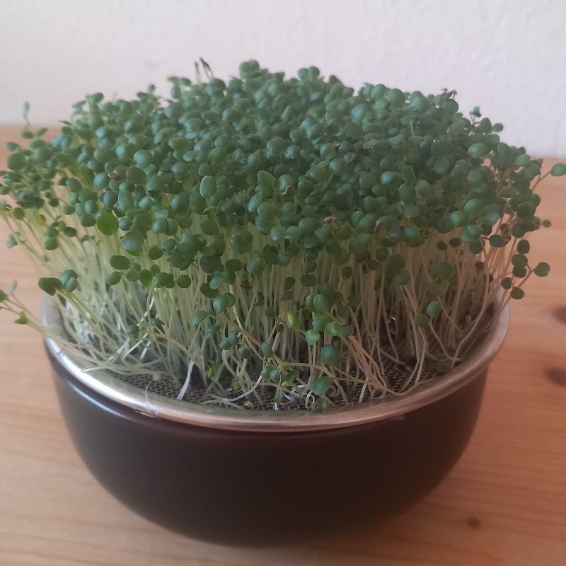 Barborka, upland cress, barbarea verna 100 g