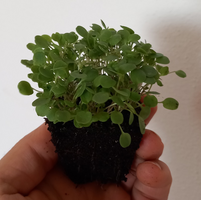 Barborka, upland cress, barbarea verna 10 g