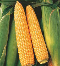 Kukurica cukrová, supersladká Basin F1 25 g cca 200 semien