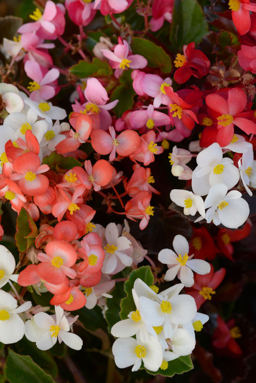 Begonia Baby Wing Series F1 Mix 20 semien