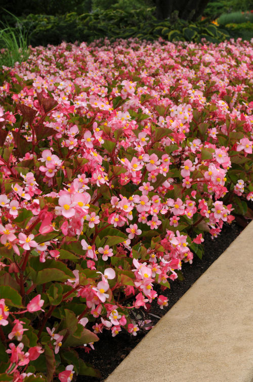 Begonia Begonia hybrida Baby Wing Series F1 Pink 1000 semien
