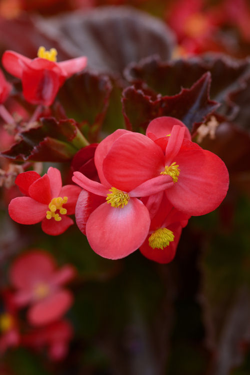 Begonia Begonia hybrida Baby Wing Series F1 Red 1000 semien