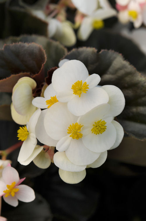 Begonia Begonia hybrida Baby Wing Series F1 White Bronze Leaf 1000 semien