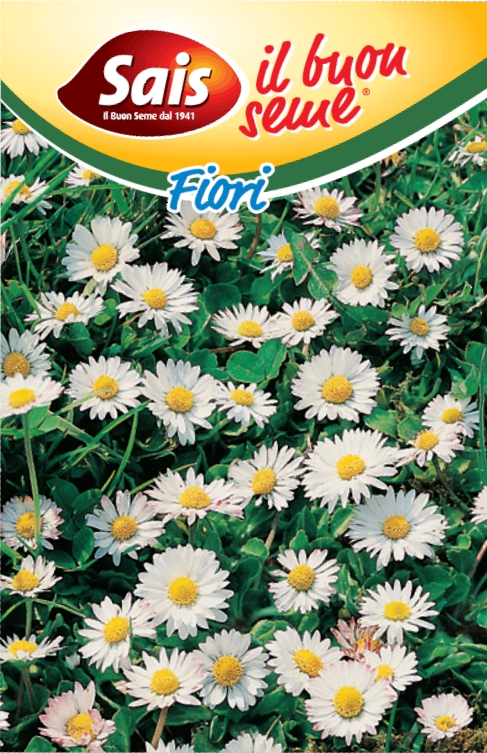 Bellis perennis, Sedmokráska, jednoduchá biela 