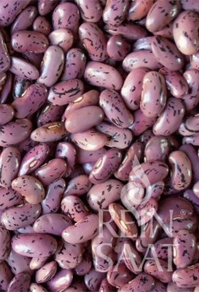 Fazuľa ťahavá Preisgewinner BIO cca 30 g