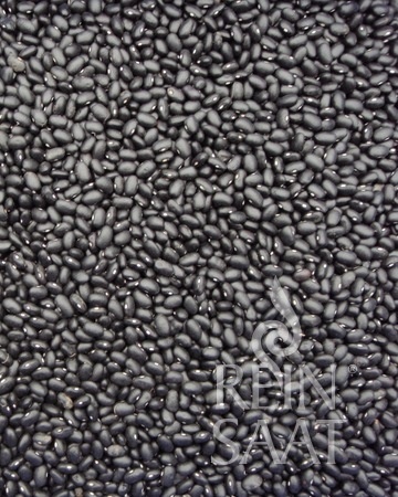 Fazuľa kríčková Black Turtle BIO cca 20 g