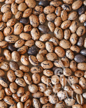 Fazuľa kríčková Tomacevski BIO cca 40 g