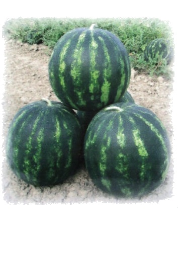 Dyňa (melón vodný) Bonta F1 100 semien