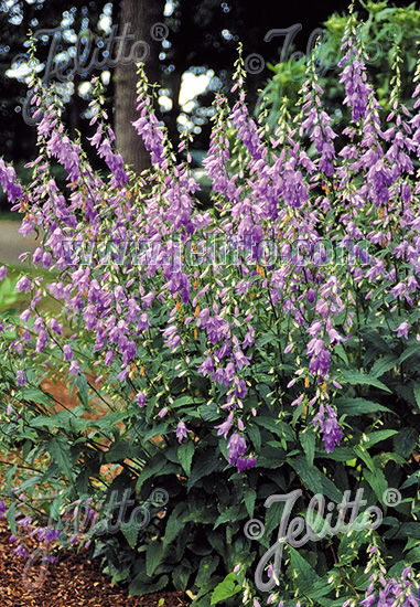 CAMPANULA rapunculoides, Zvonček repkovitý 20 semien