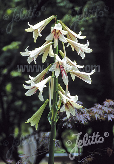 CARDIOCRINUM giganteum, Obria ľalia cca 20 semien