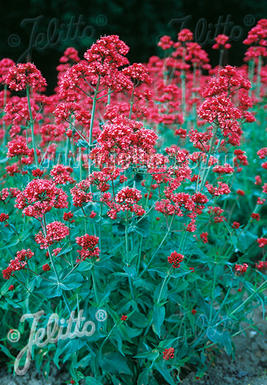 CENTRANTHUS ruber (Centrant červený) var. Coccineus cca. 20 semien