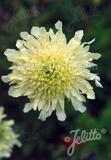 CEPHALARIA gigantea, Hlavatka obrovská cca 20 semien