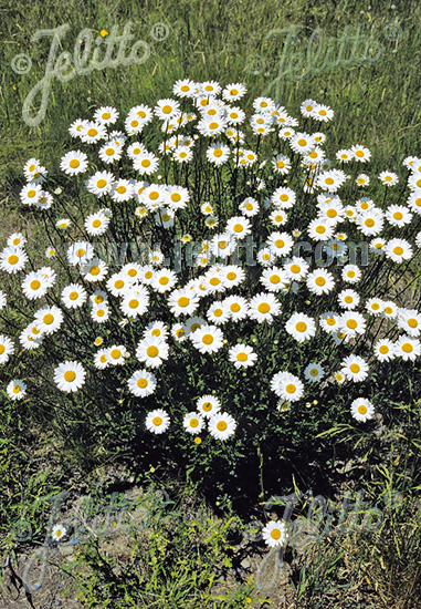 Leucanthemum vulgare, Margaréta biela 20 semien