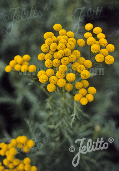 TANACETUM vulgare cca 20 semien