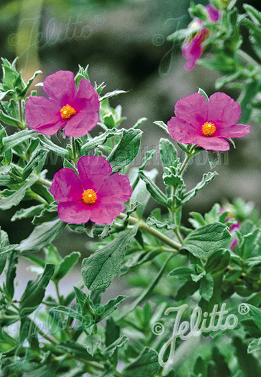 CISTUS incanus ssp. Tauricus cca 20 semien