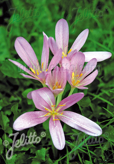 COLCHICUM autumnale, Jesienka obyčajná cca 20 semien