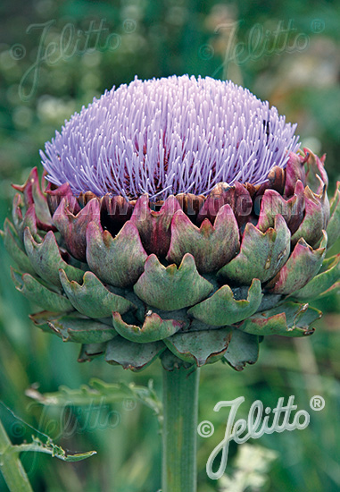 CYNARA cardunculus f. scolymus Green Globe cca 10 semien