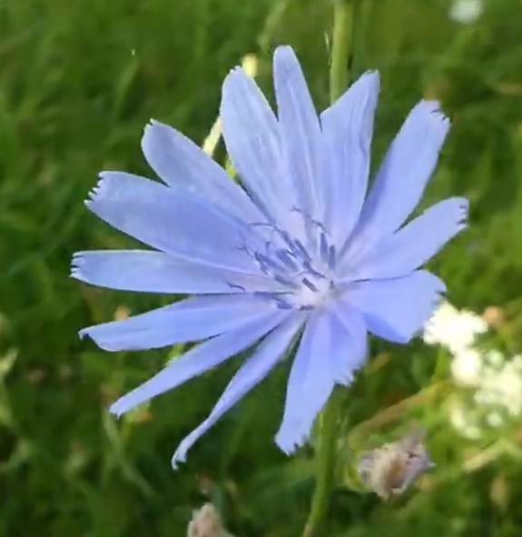 Cichorium intybus Čakanka obyčajná  100 g