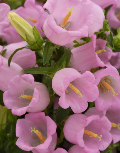 campanula_campana_pink.jpg
