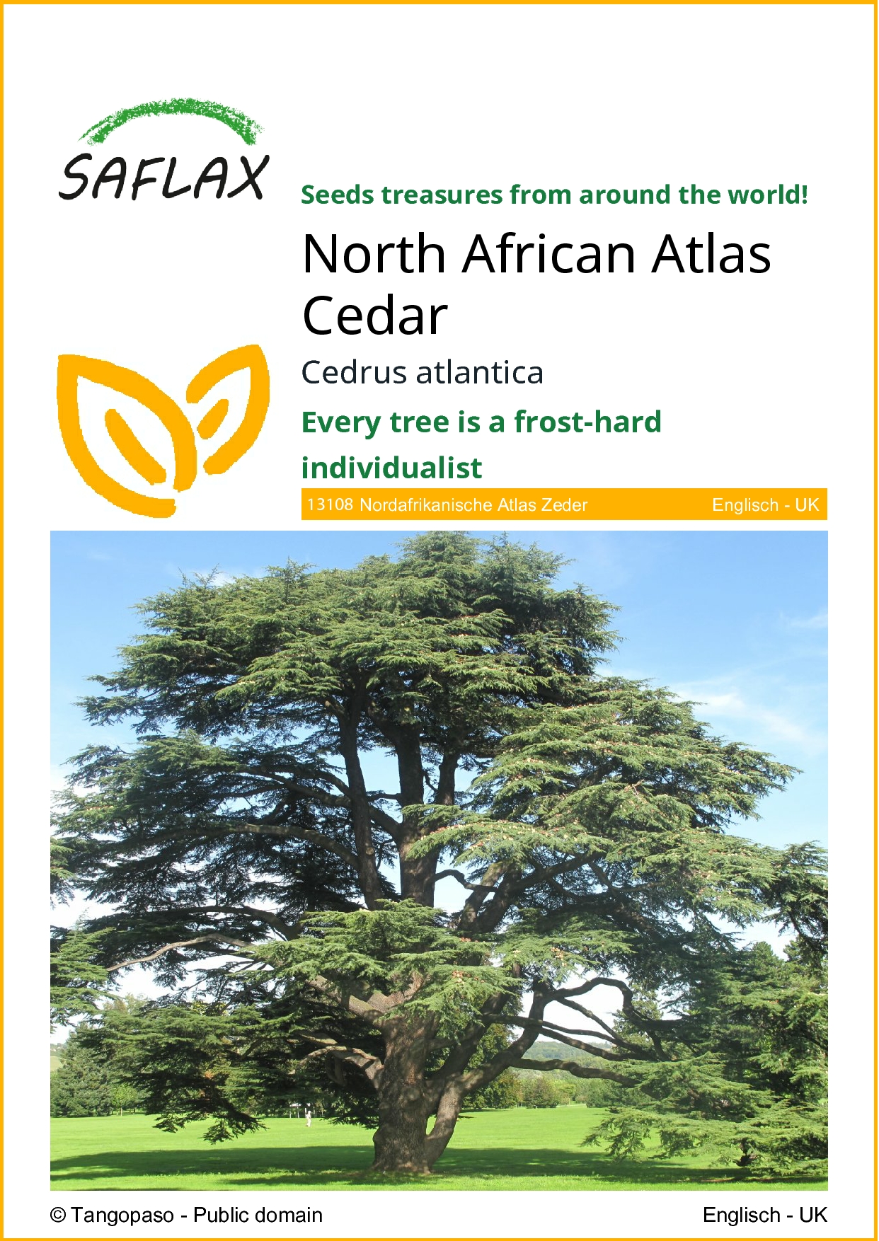 Cedrus atlantica, ceder atlanticky