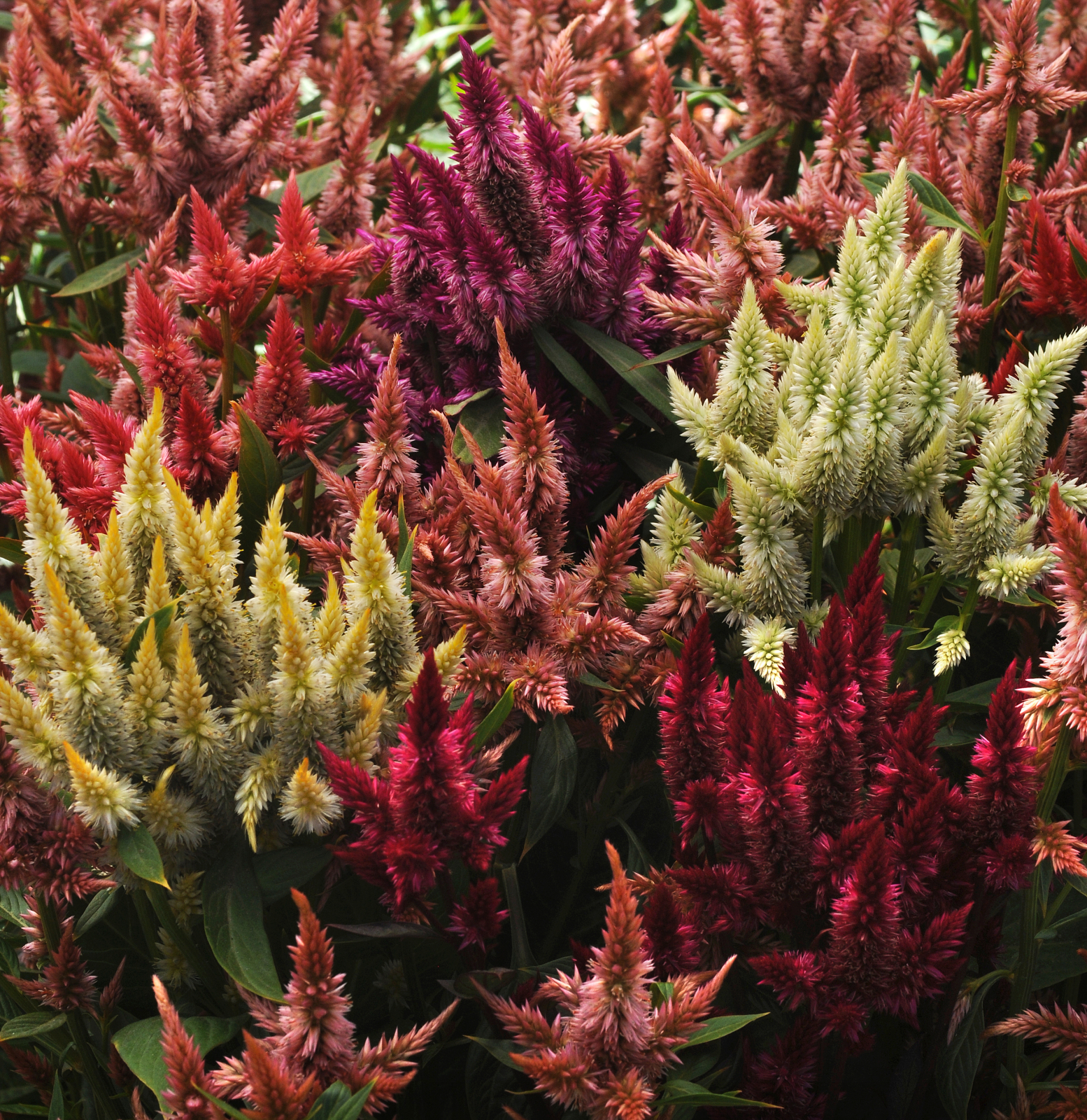 celosia_celway_mix.jpg