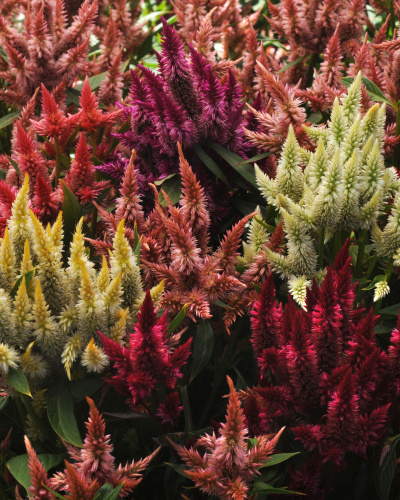 celosia_celway_mix.jpg