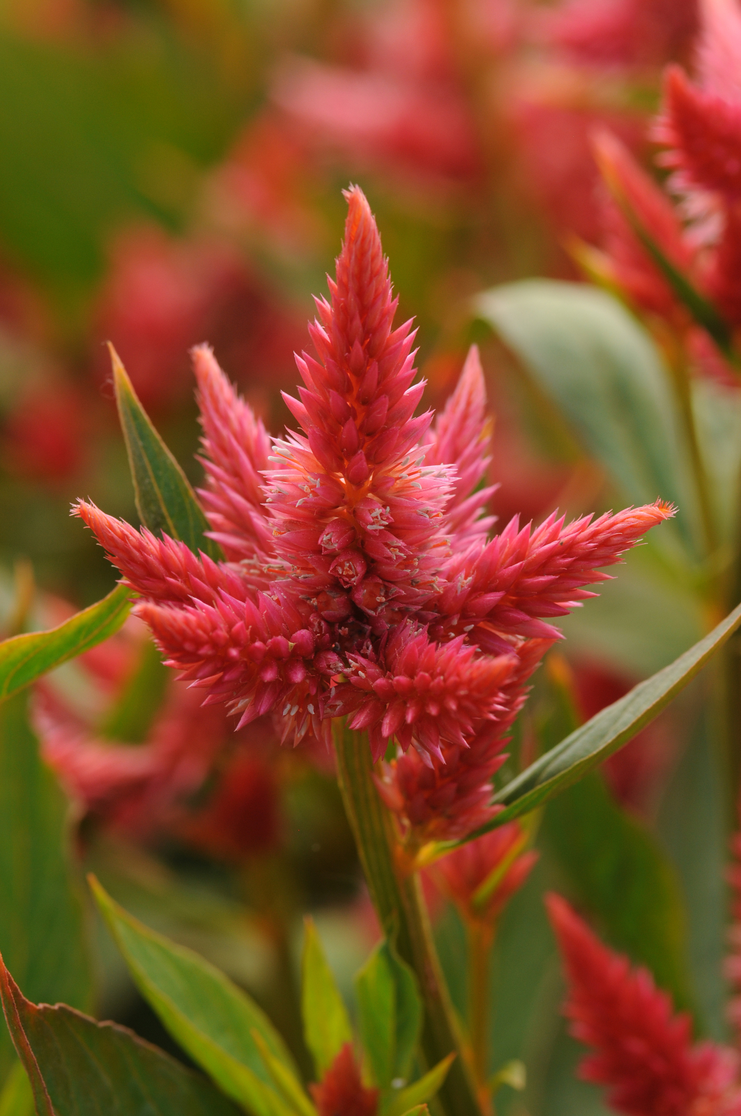 celosia_celway_orange.jpg