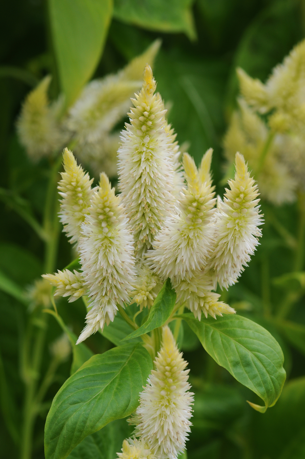 celosia_celway_white.jpg