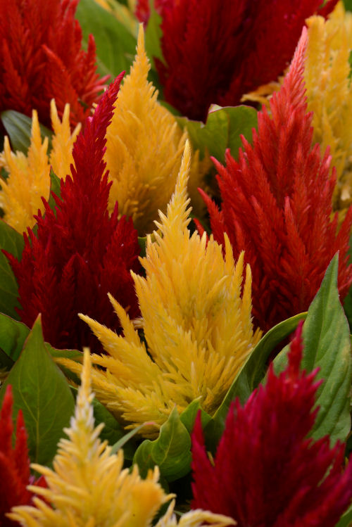 Celosia plumosa First Flame Series Mix 1000 semien