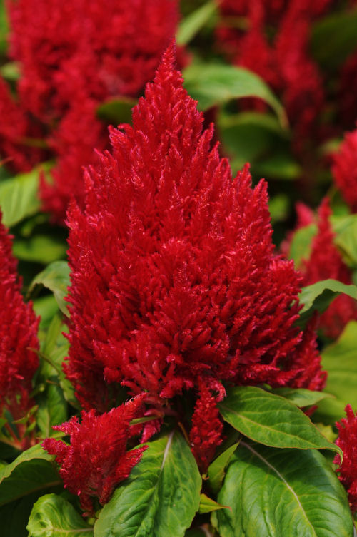 Celosia plumosa First Flame Series Red 1000 semien