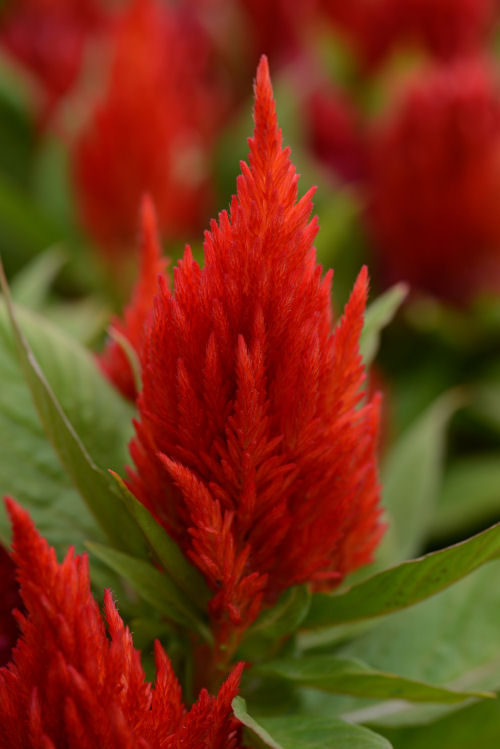 Celosia plumosa First Flame Series Scarlet 1000 semien