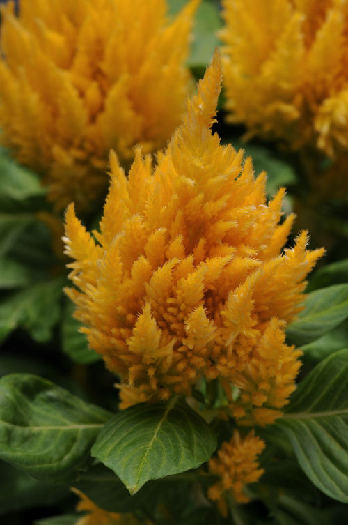 Celosia plumosa First Flame Series Yellow 1000 semien