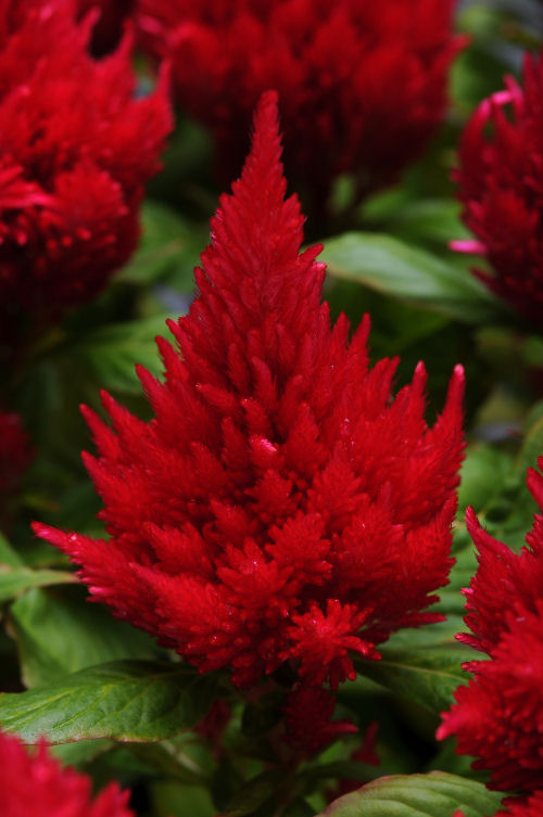 Celosia plumosa Ice Cream Series Cherry 1000 semien