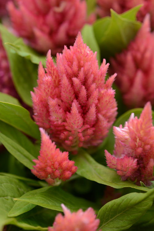Celosia plumosa Ice Cream Series Salmon 1000 semien